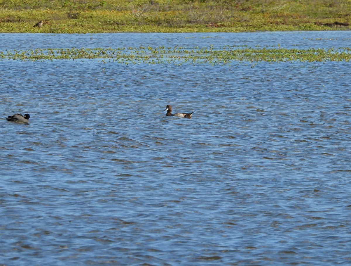 Lesser Scaup - ML646778039