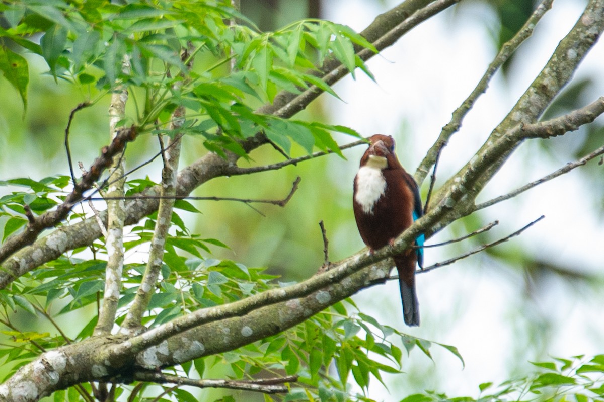 White-throated Kingfisher - ML646778040