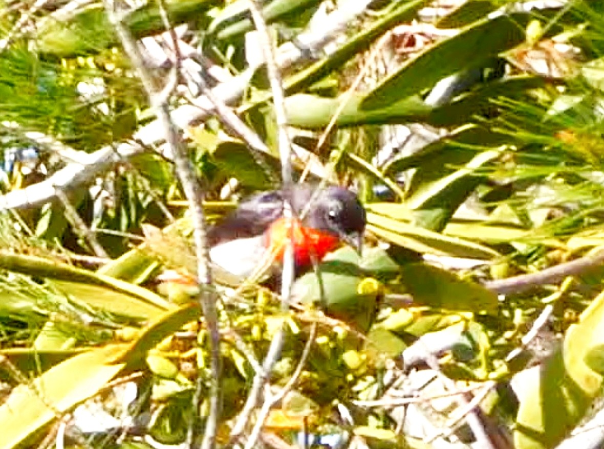 Mistletoebird - ML646778041