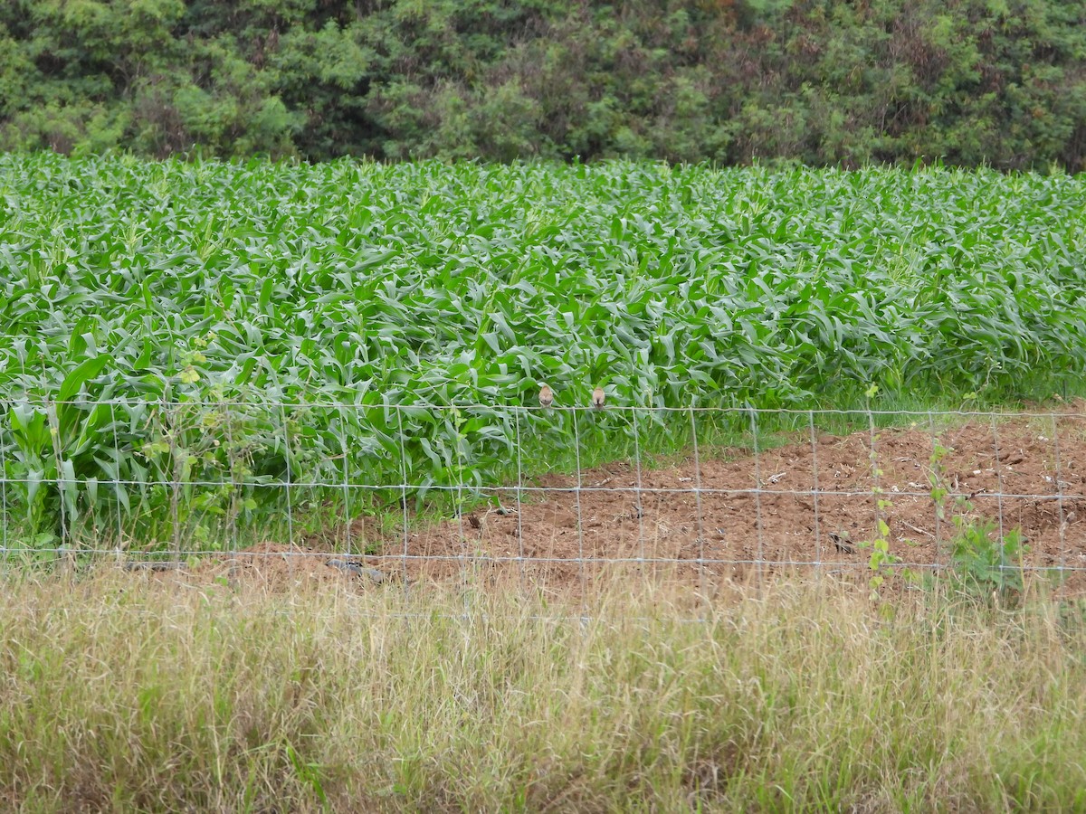 African Silverbill - ML646778042