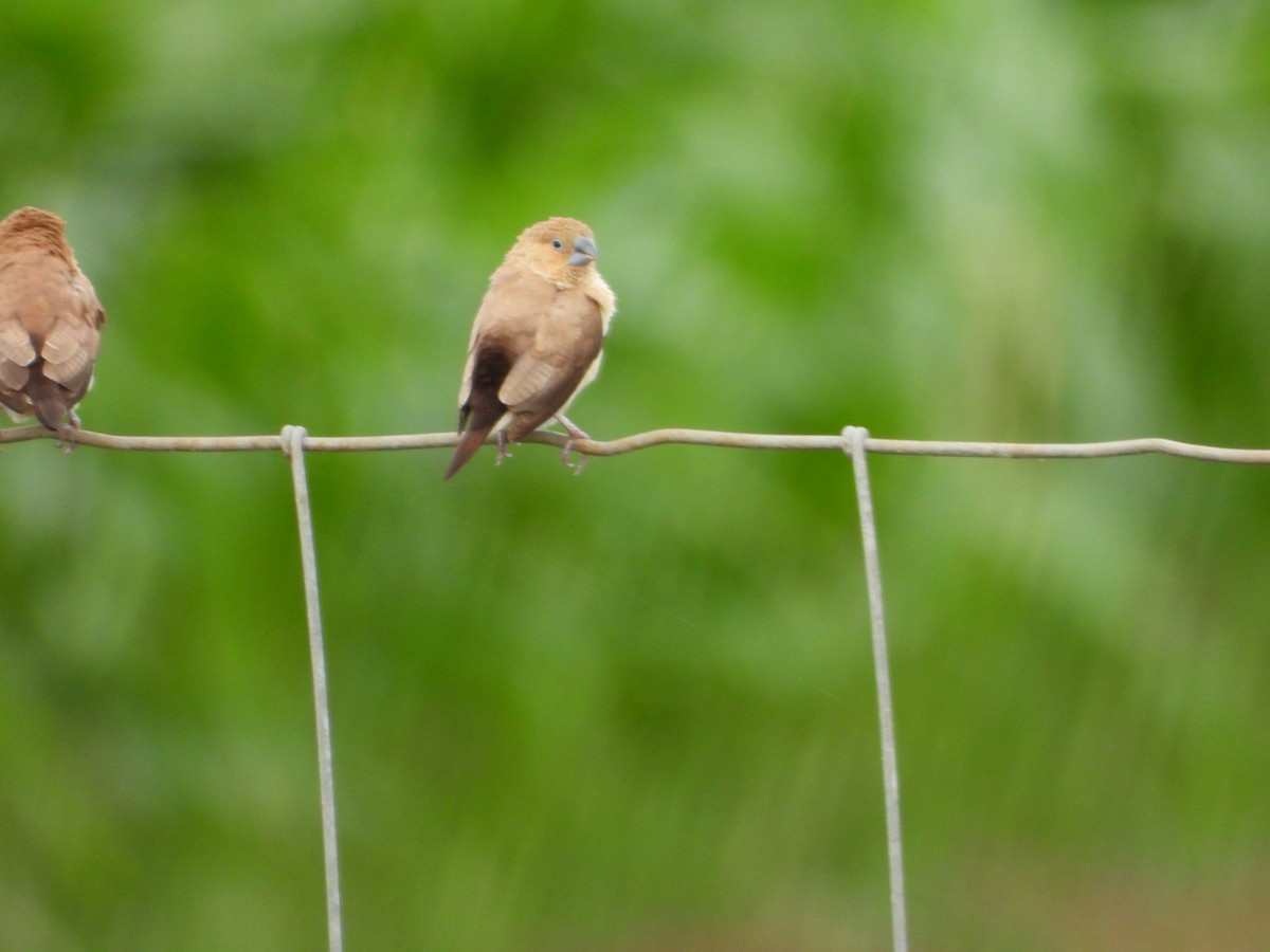 African Silverbill - ML646778043