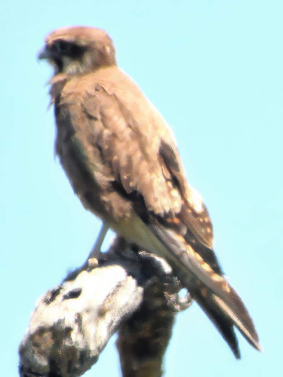 Brown Falcon - ML646778044