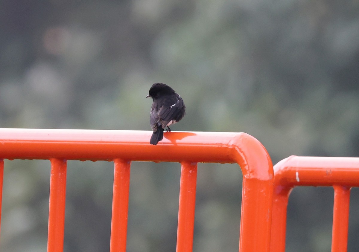 Pied Bushchat - ML646778045