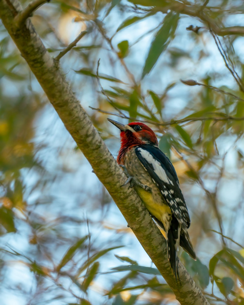 Red-breasted Sapsucker - ML646778046