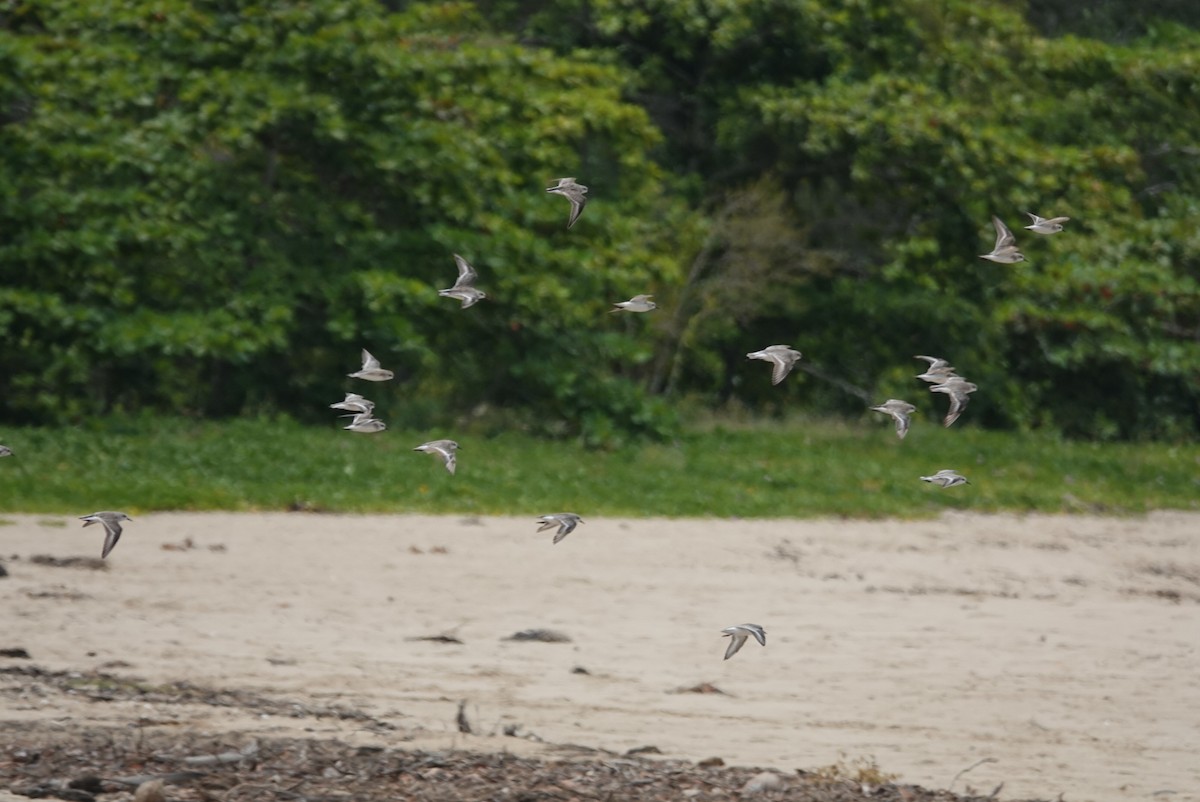 Red-necked Stint - ML646778047