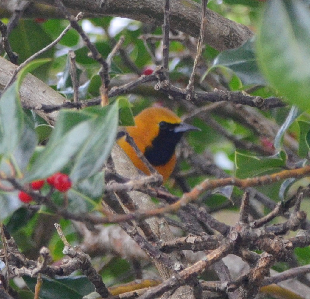 palmetrupial - ML646778051