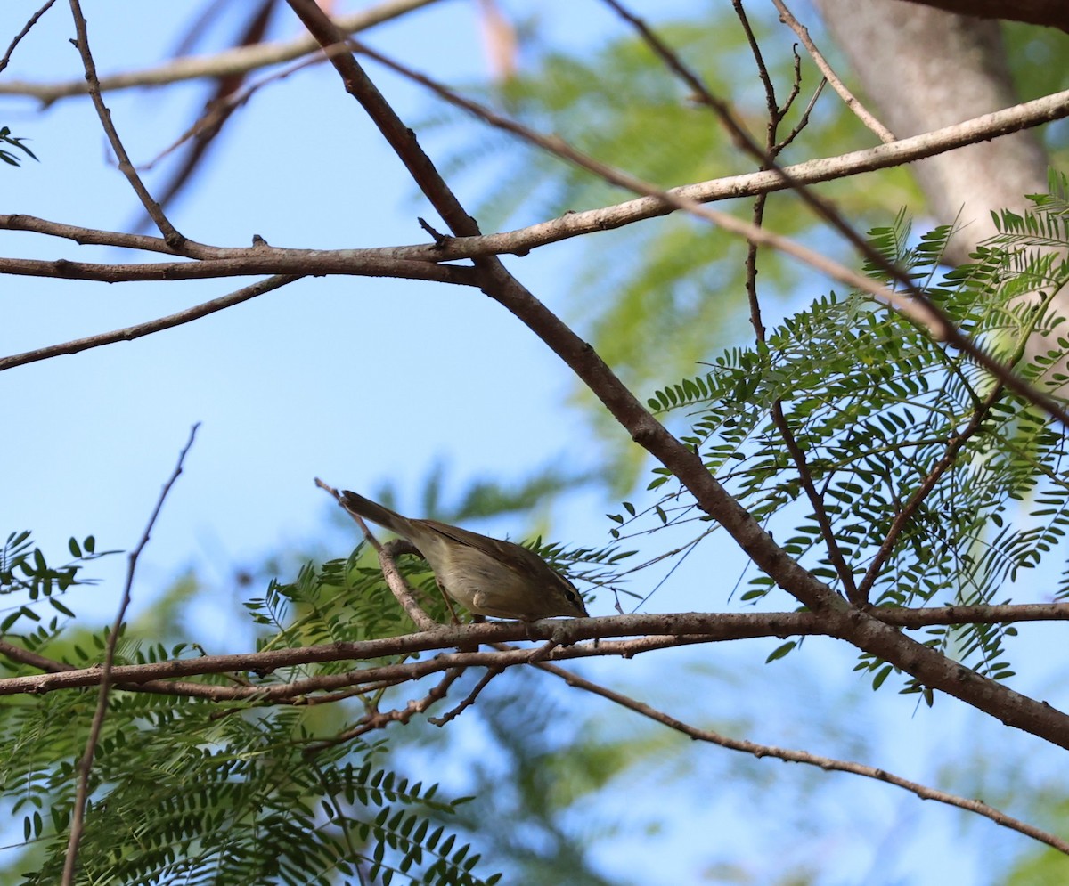 Green Warbler - ML646778052