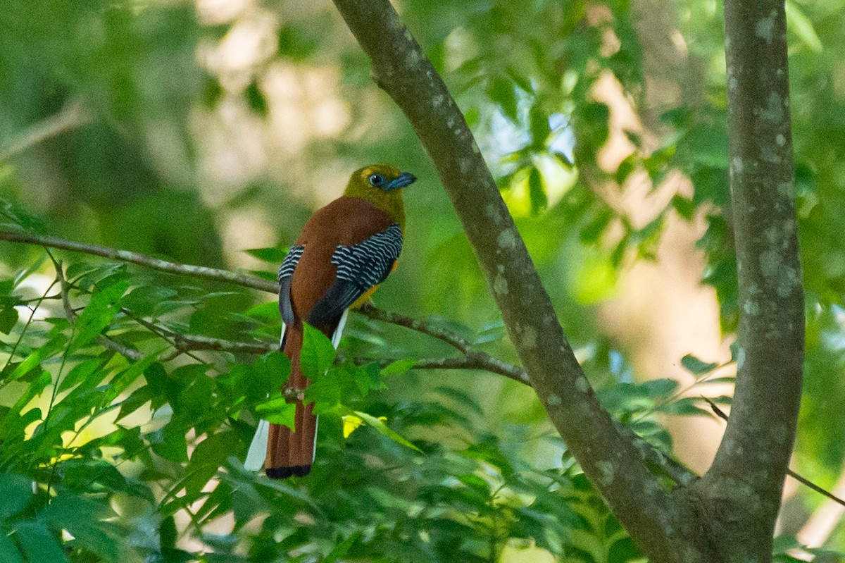 Orange-breasted Trogon - ML646778053