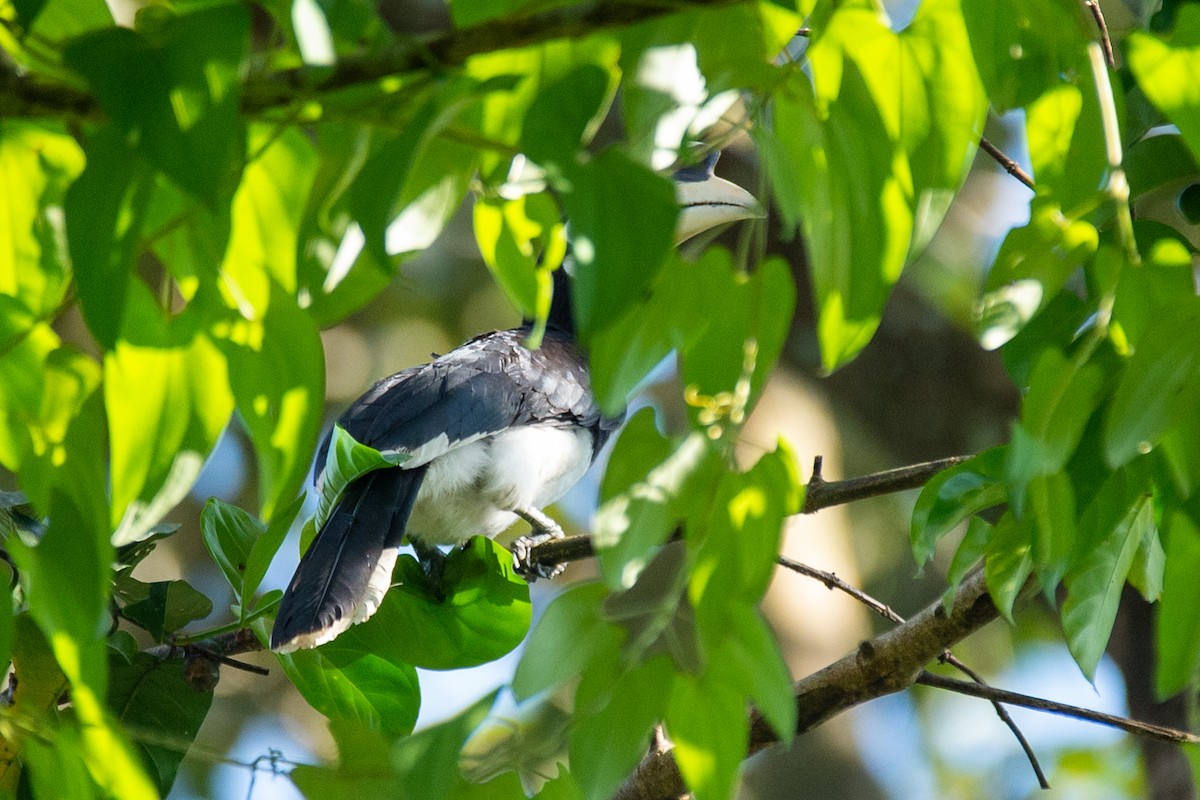 Oriental Pied-Hornbill - ML646778056