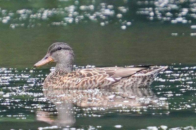 Ánade Friso - ML646778057