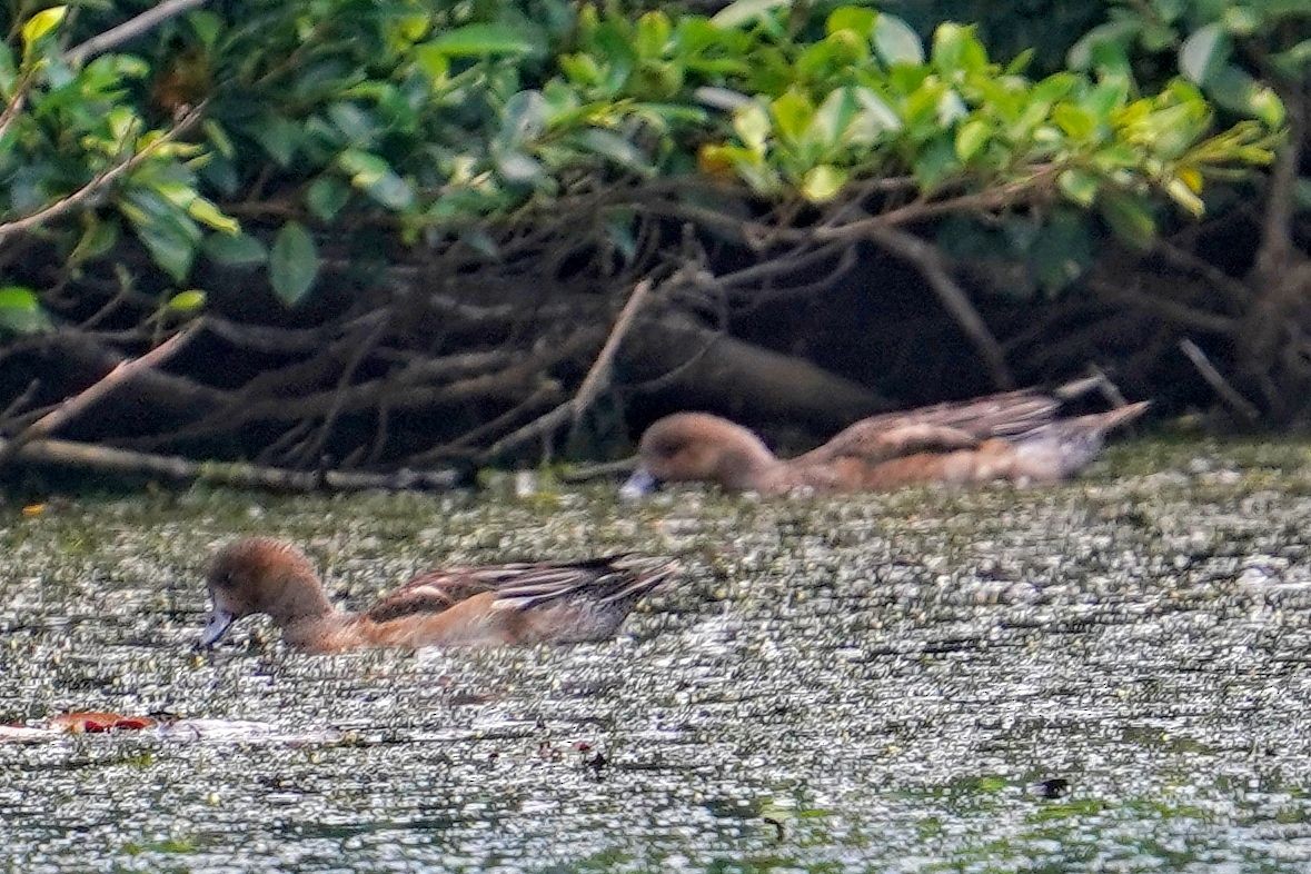 Свиязь - ML646778058