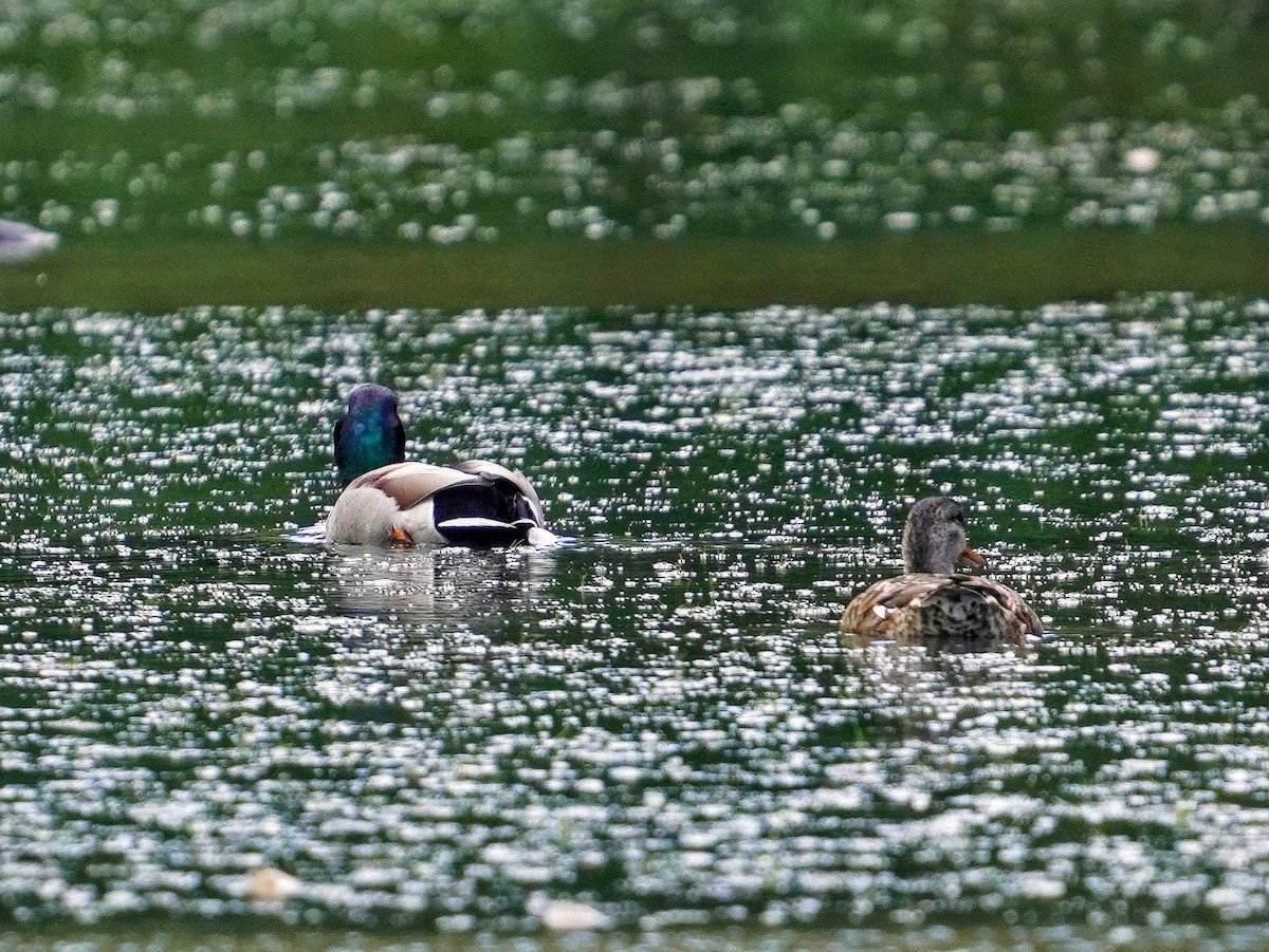 Кряква - ML646778059