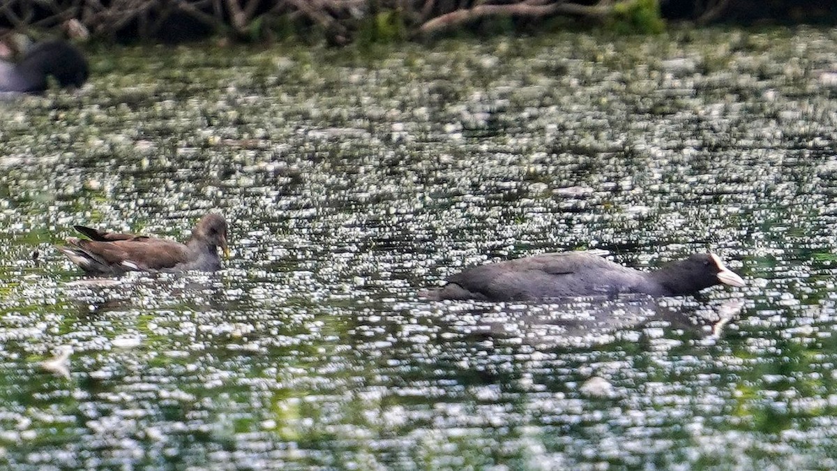 Камышница - ML646778060