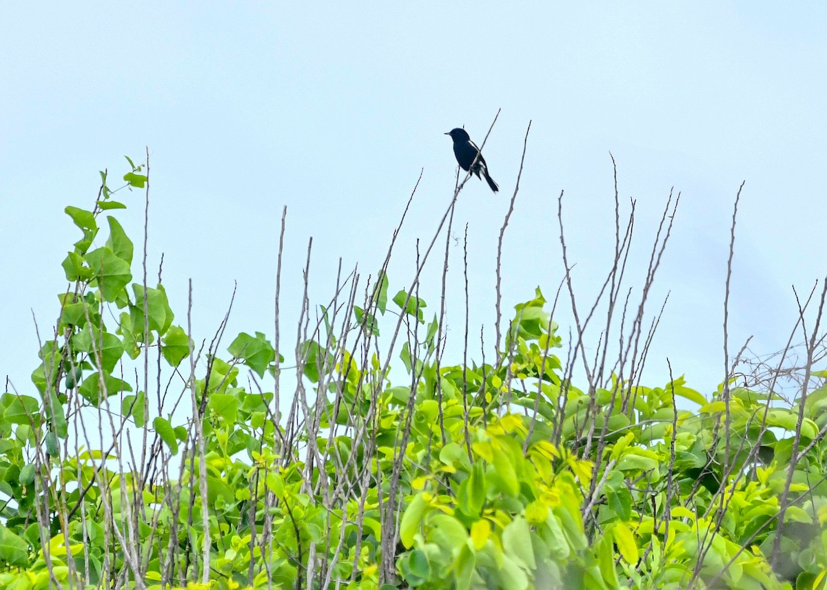 דוחל שחור - ML646778062