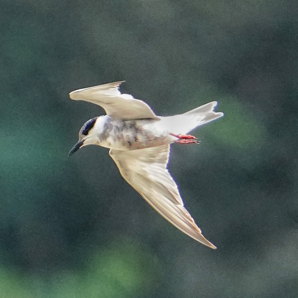 黑腹燕鷗 - ML646778063