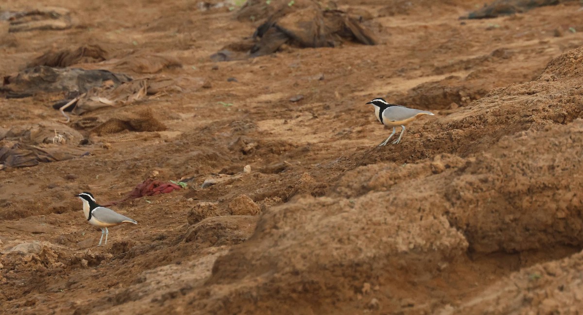 krokodillevokter - ML646778065