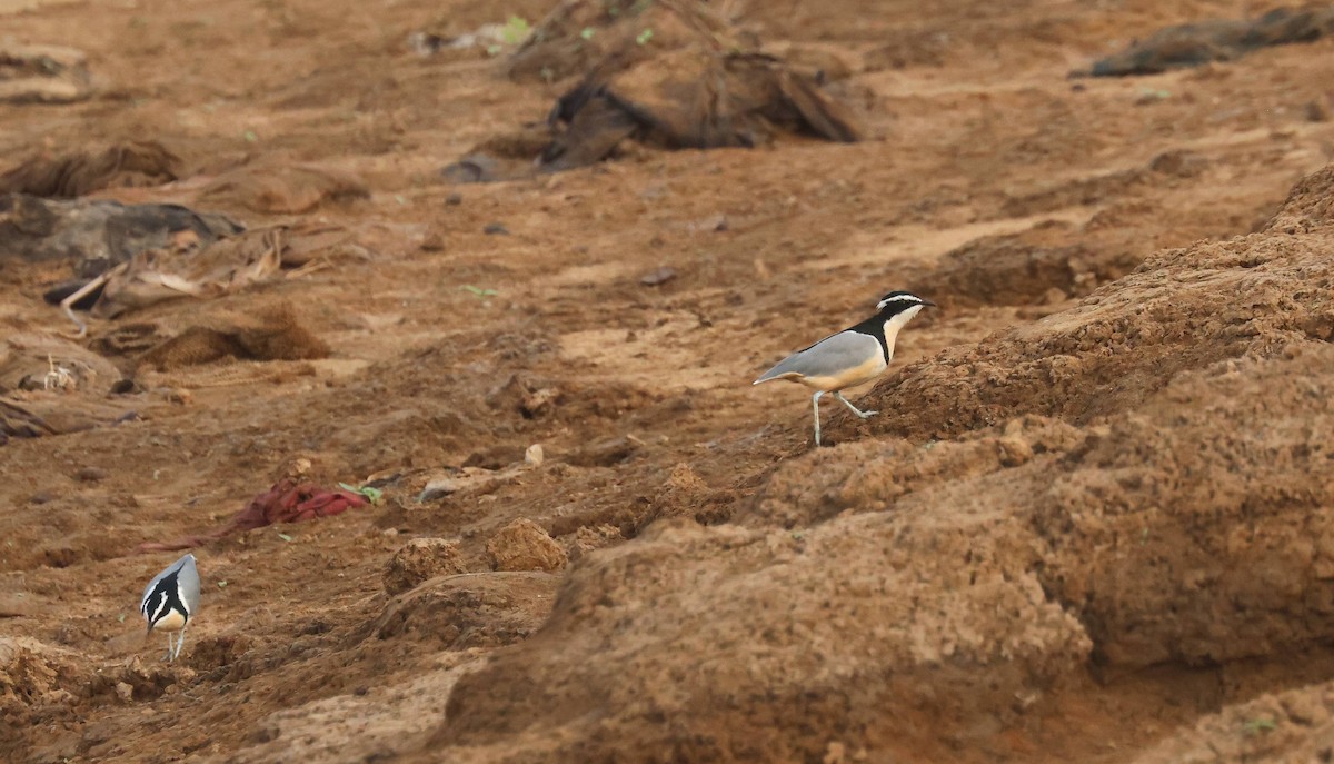 krokodillevokter - ML646778066