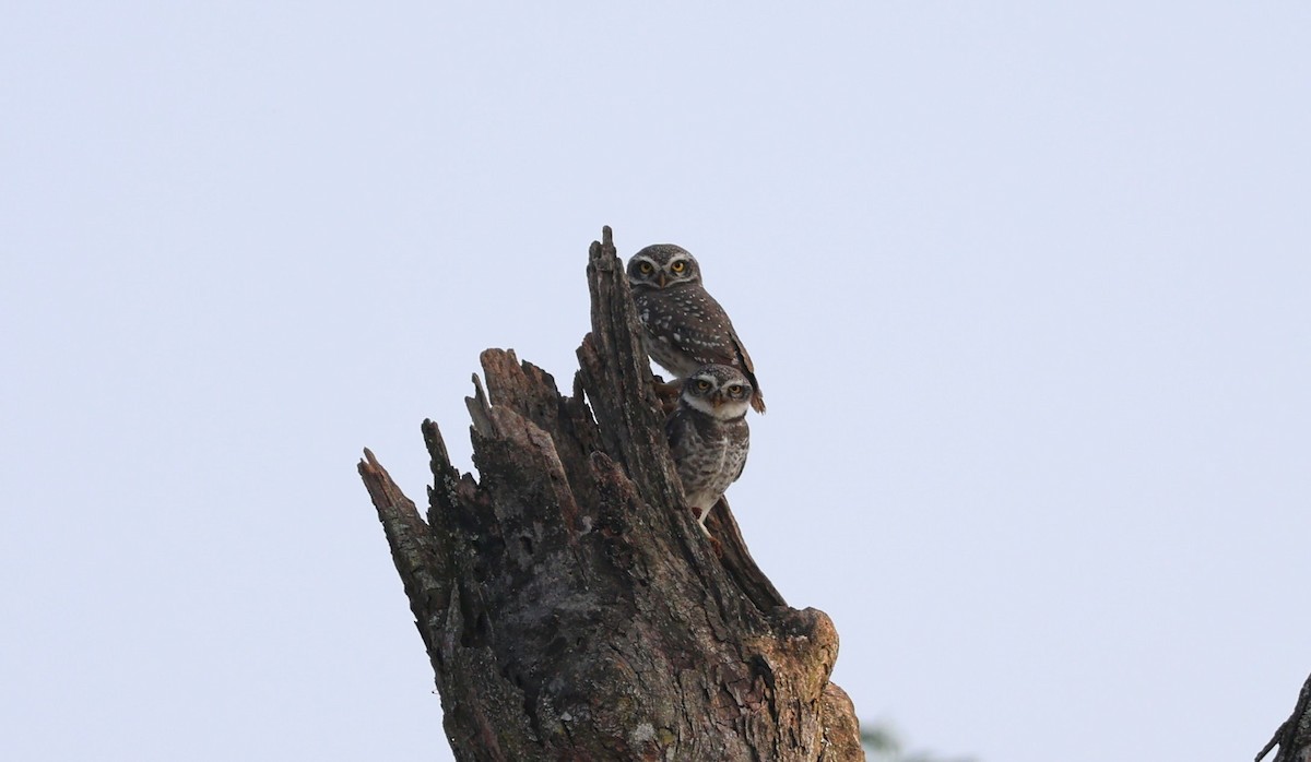 Spotted Owlet - ML646778068