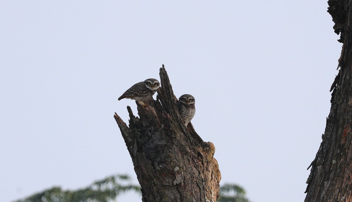 Spotted Owlet - ML646778069