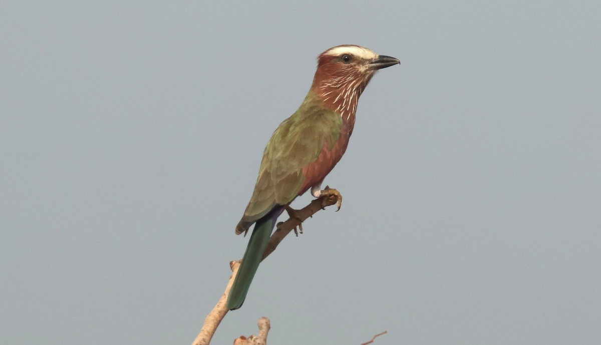 striperåke - ML646778071