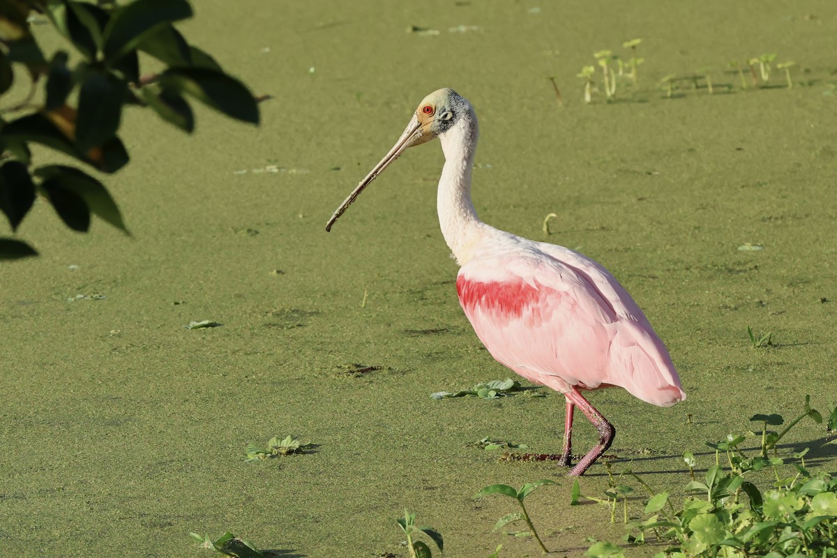 Rosalöffler - ML646778072