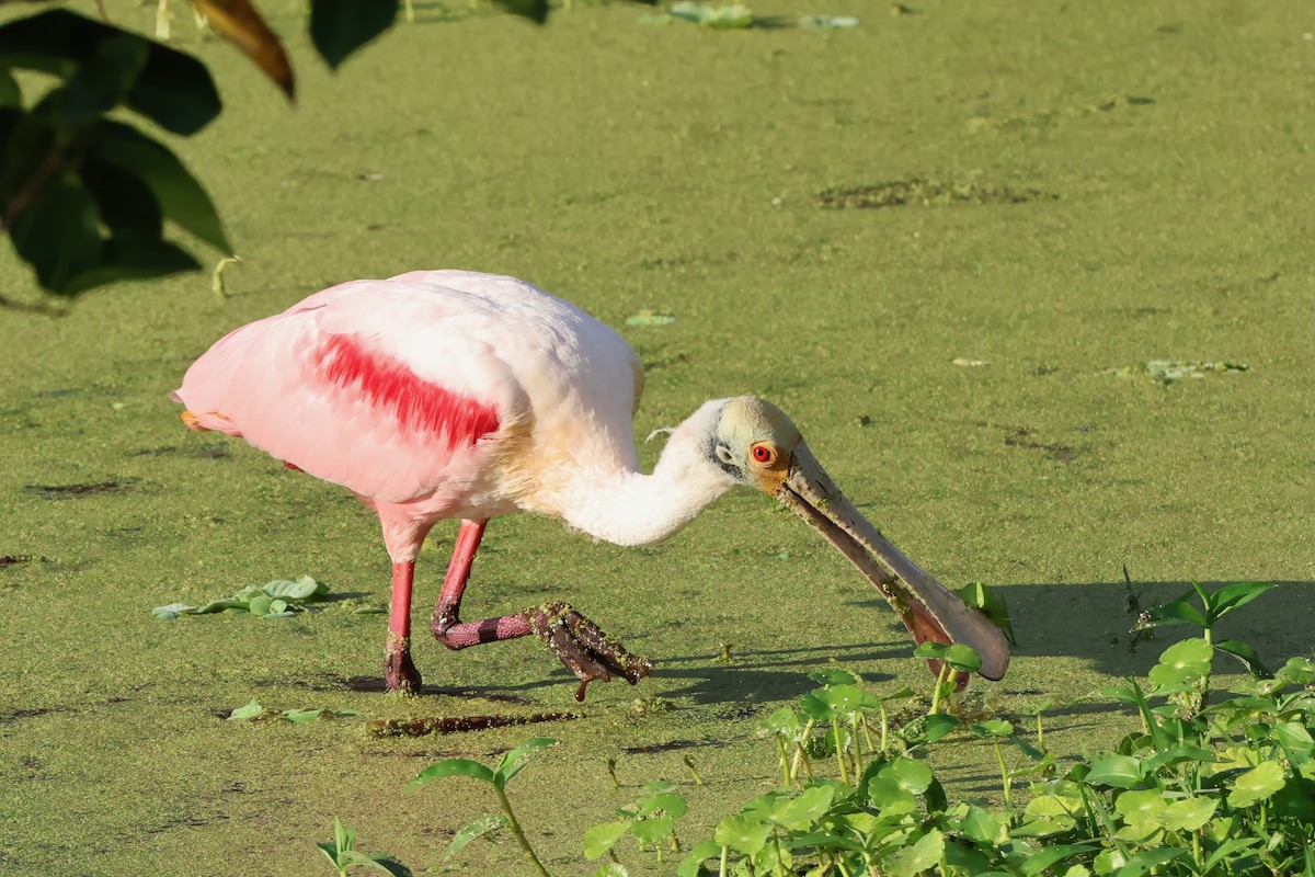 Rosalöffler - ML646778073