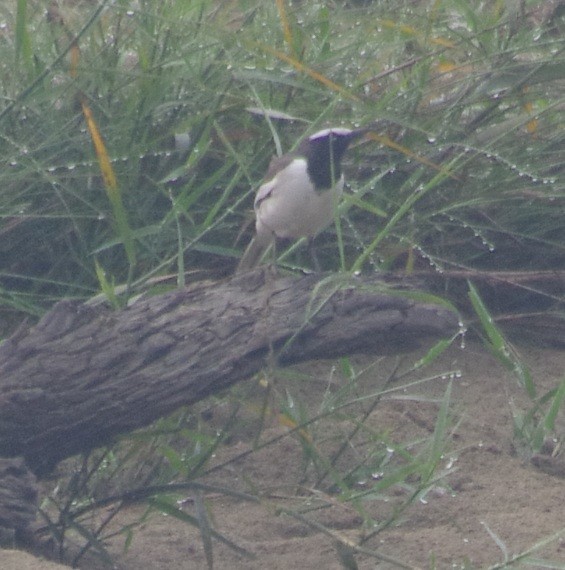 Lavandera India - ML646778074