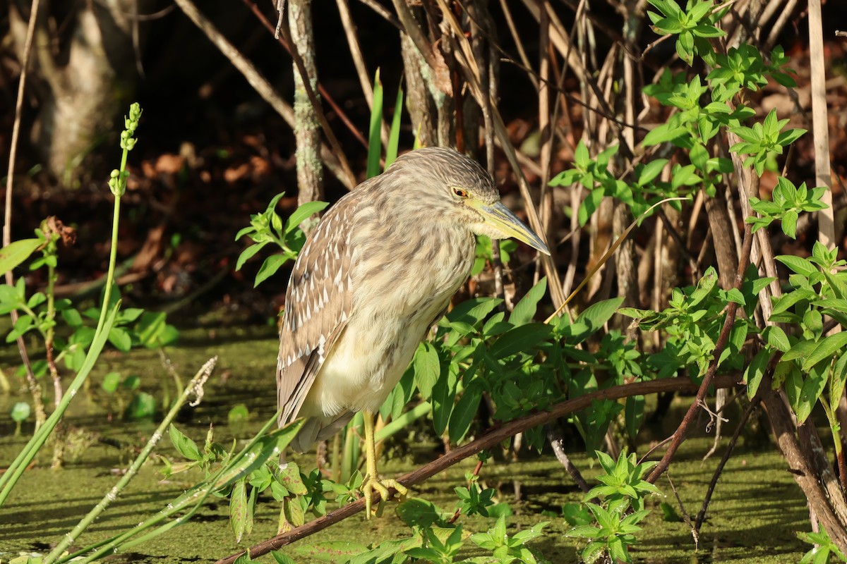 אנפת לילה - ML646778076