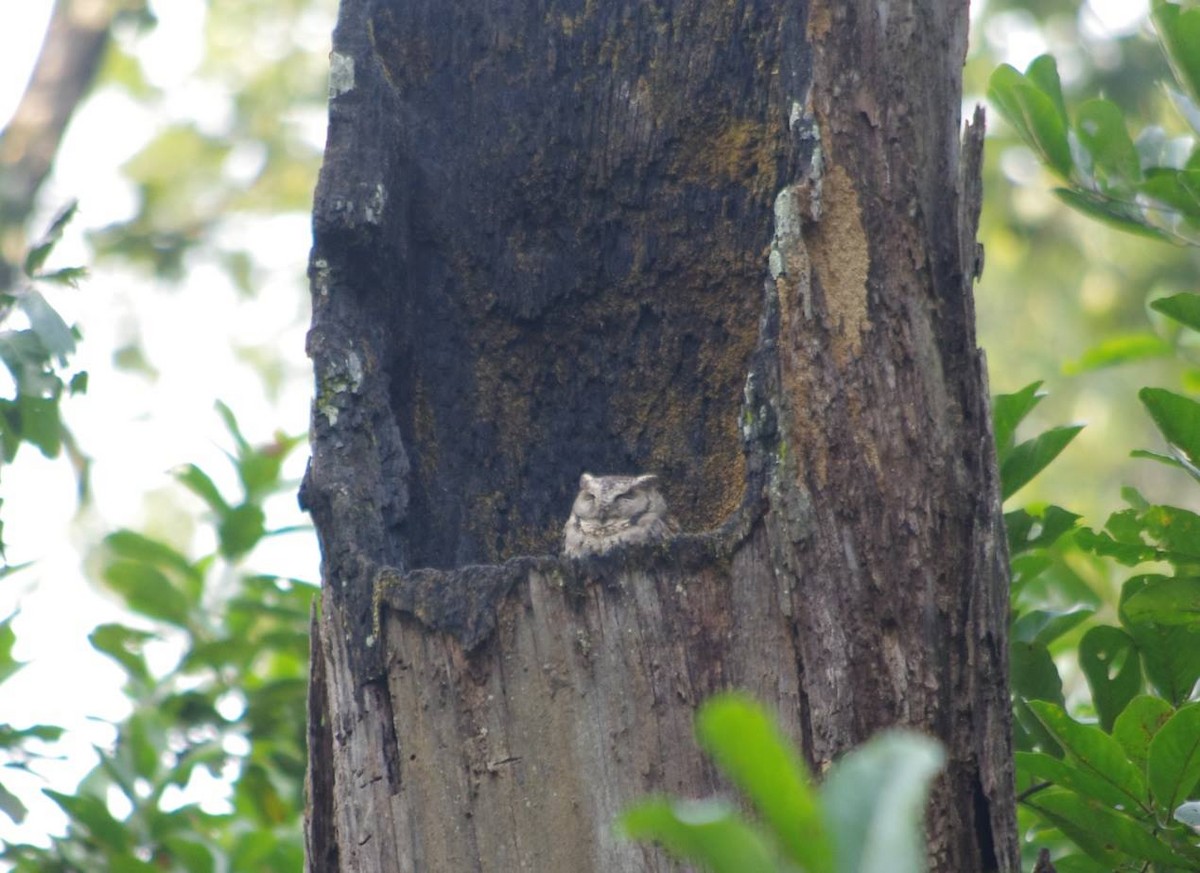 Индийская совка - ML646778078