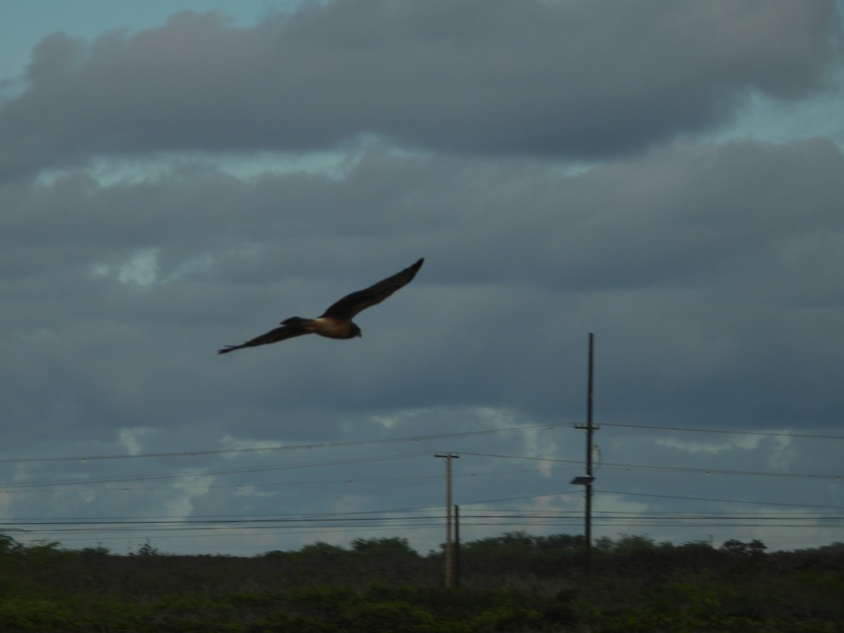 アメリカハイイロチュウヒ - ML646778079