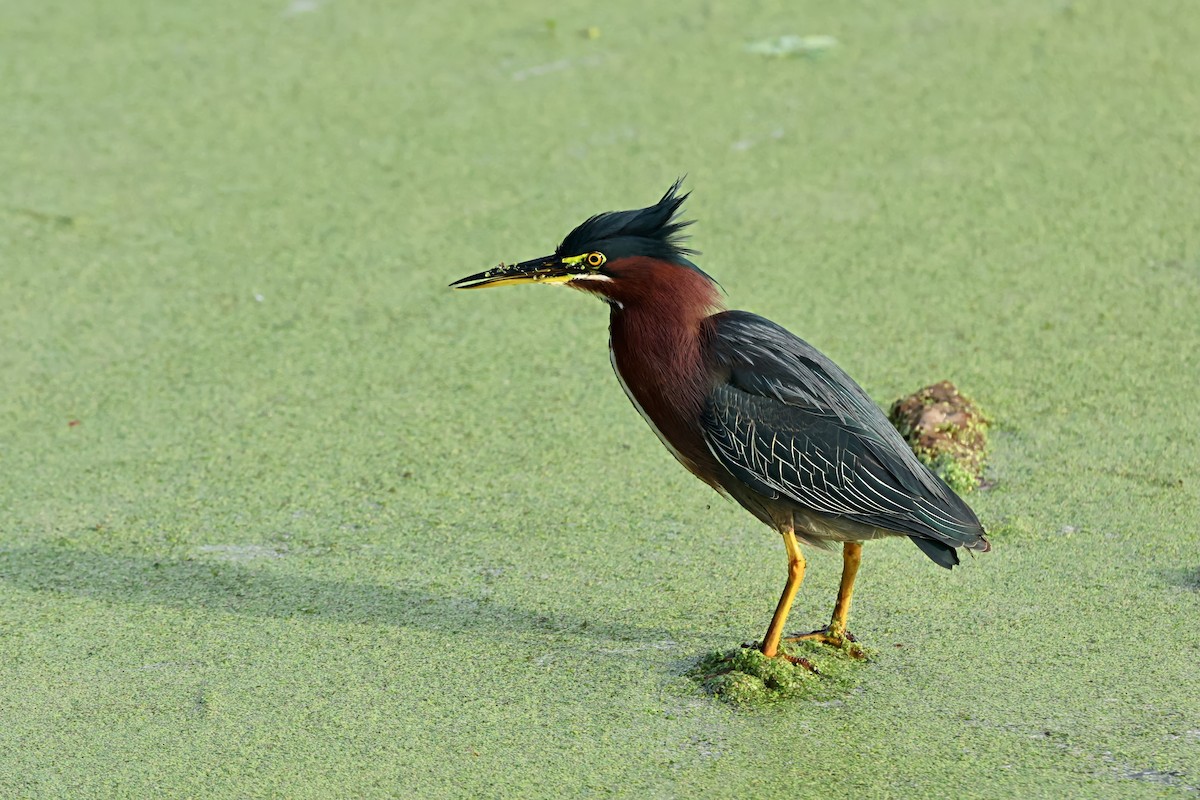 אנפית ירוקה - ML646778080