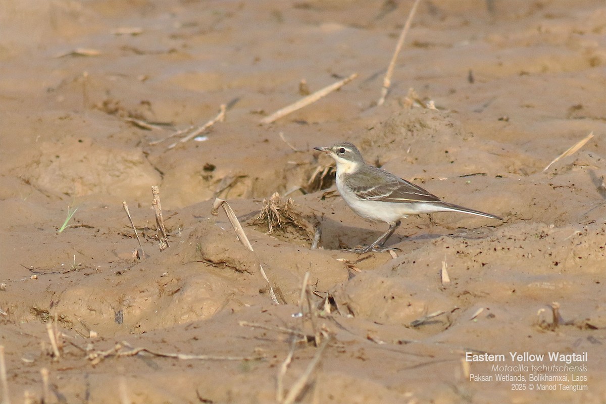 Дорнын шар цэгцгий - ML646778082