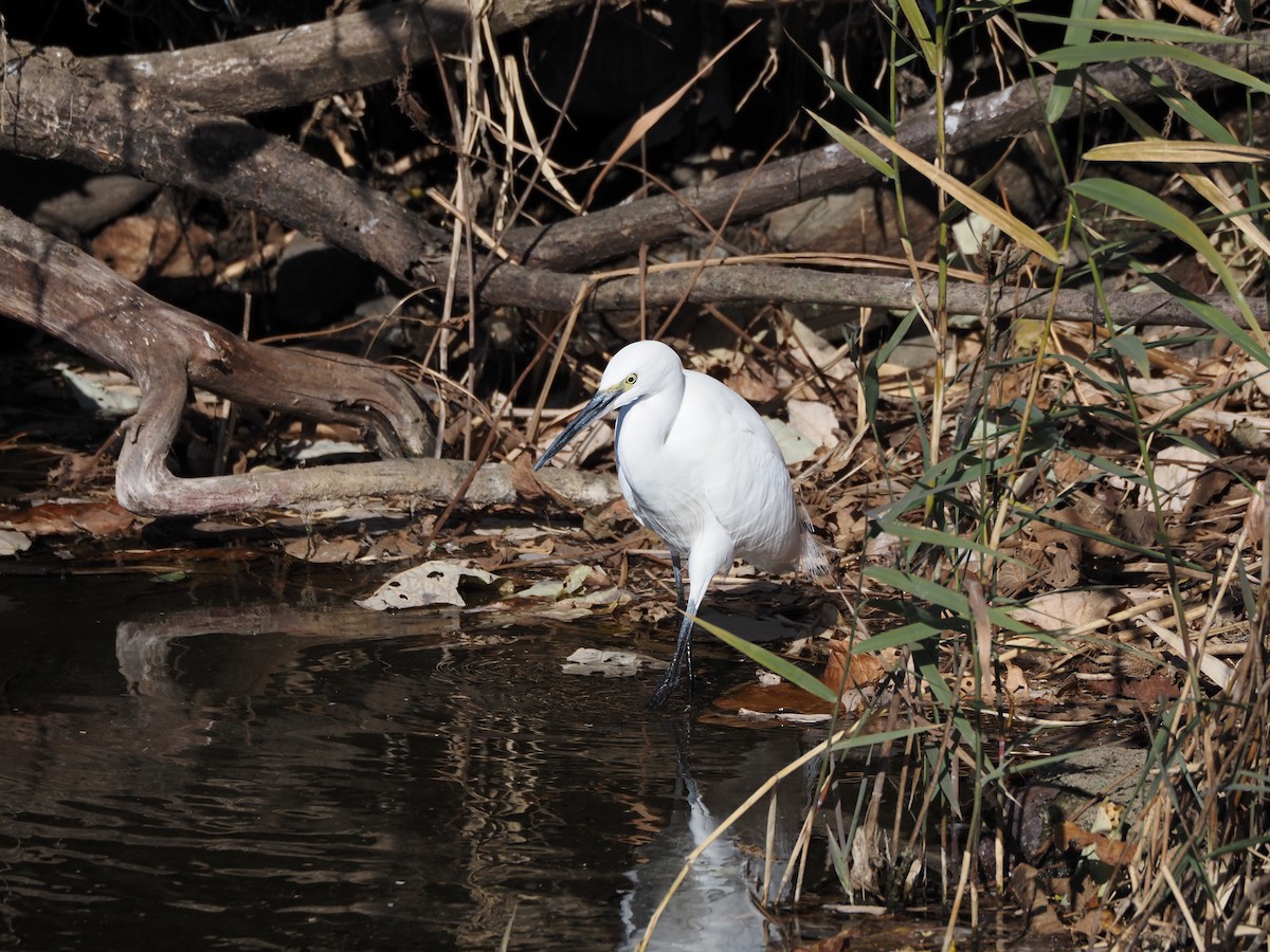 小白鷺 - ML646778083
