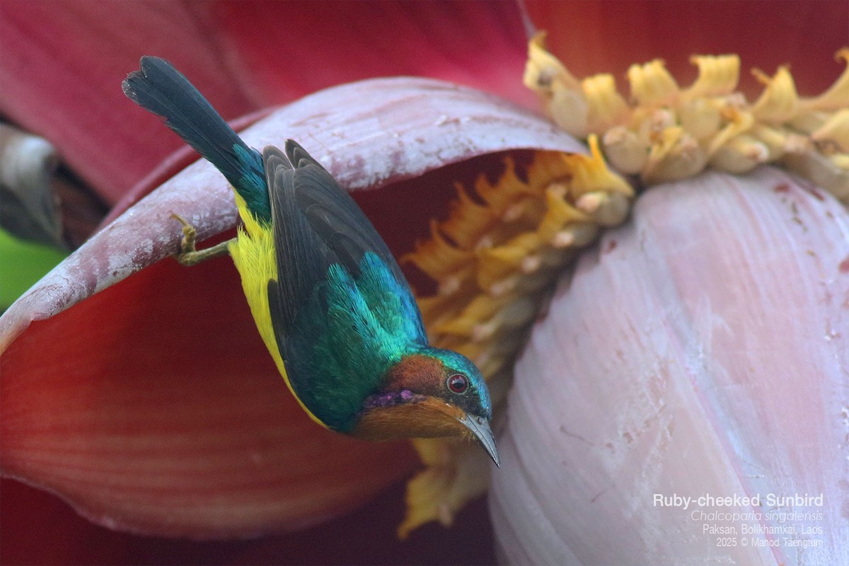 Ruby-cheeked Sunbird - ML646778085