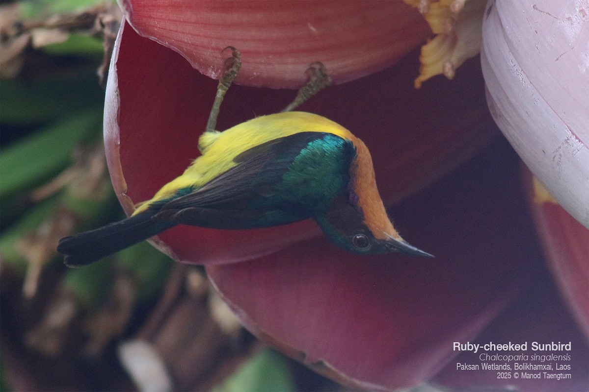 Ruby-cheeked Sunbird - ML646778086