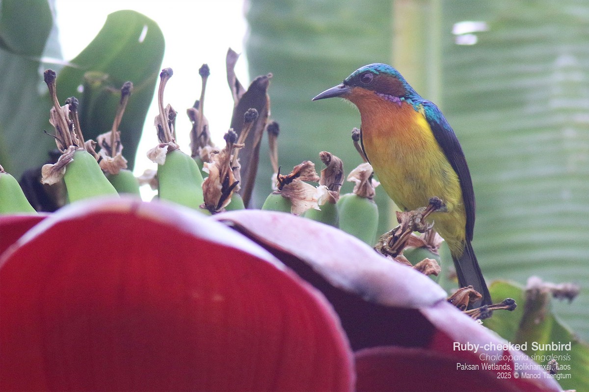 Ruby-cheeked Sunbird - ML646778088