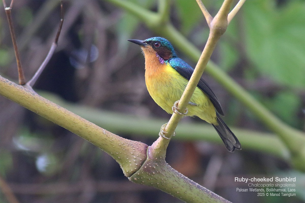 rødkinnsolfugl - ML646778089