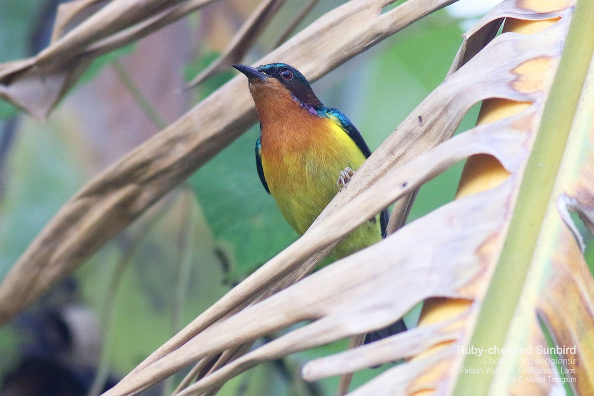 rødkinnsolfugl - ML646778090