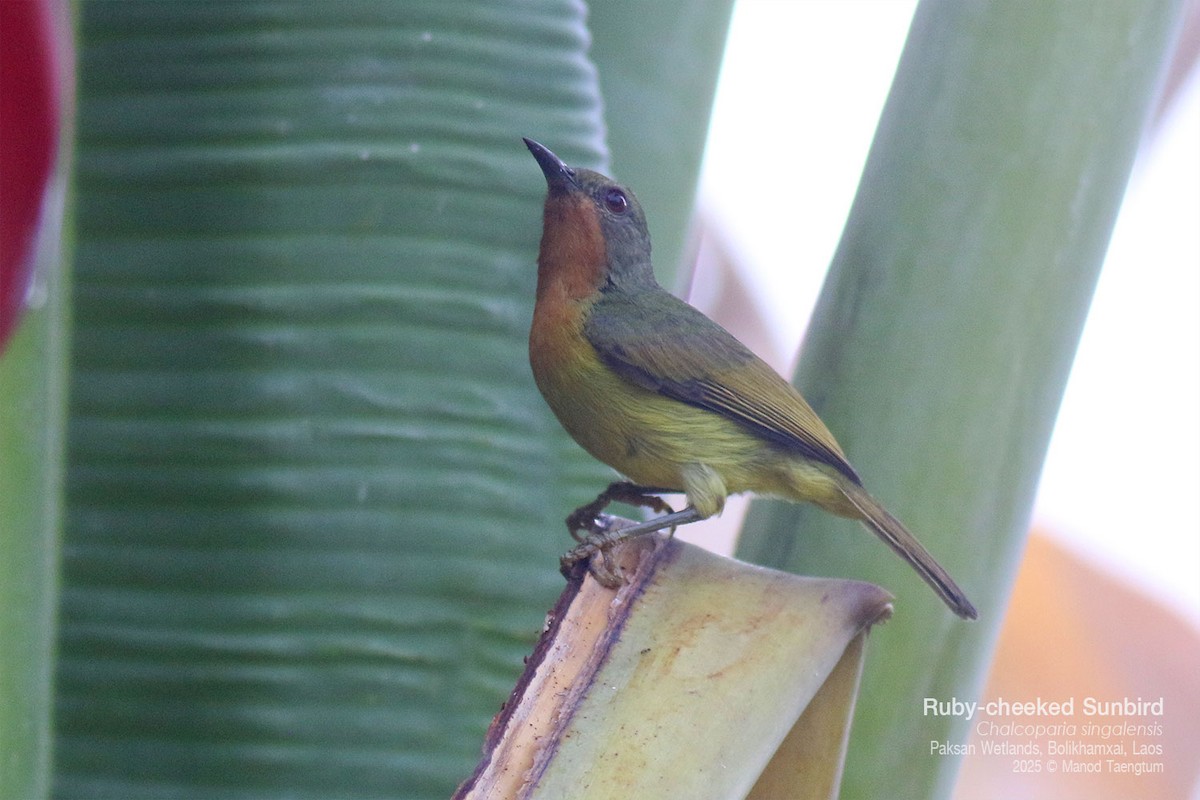 rødkinnsolfugl - ML646778091