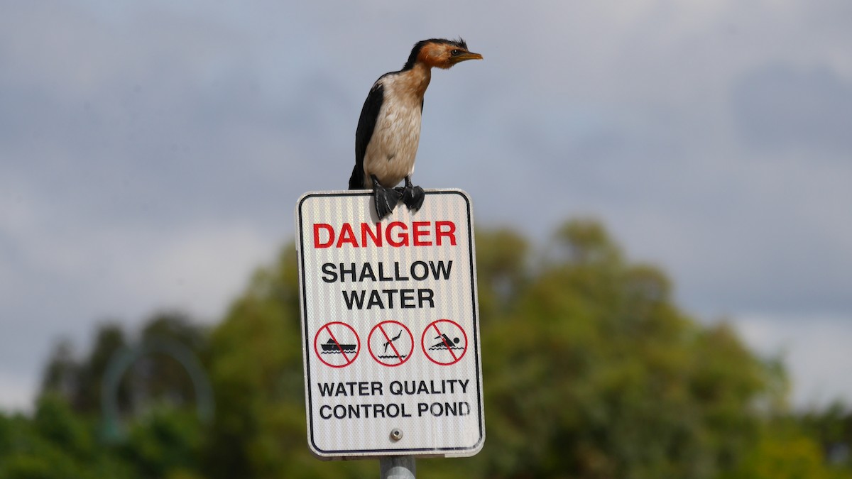 kortnebbskarv - ML646778093