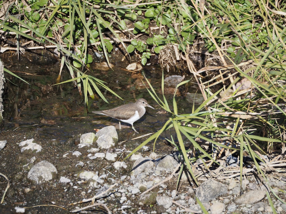 strandsnipe - ML646778094