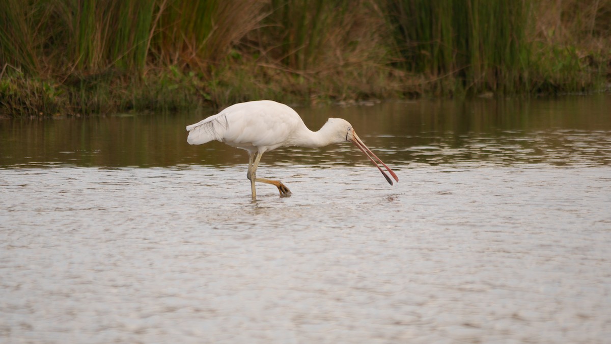 gulnebbskjestork - ML646778095