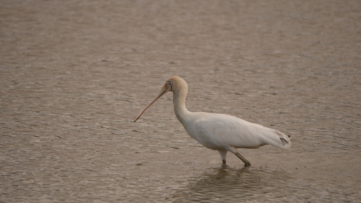 gulnebbskjestork - ML646778096