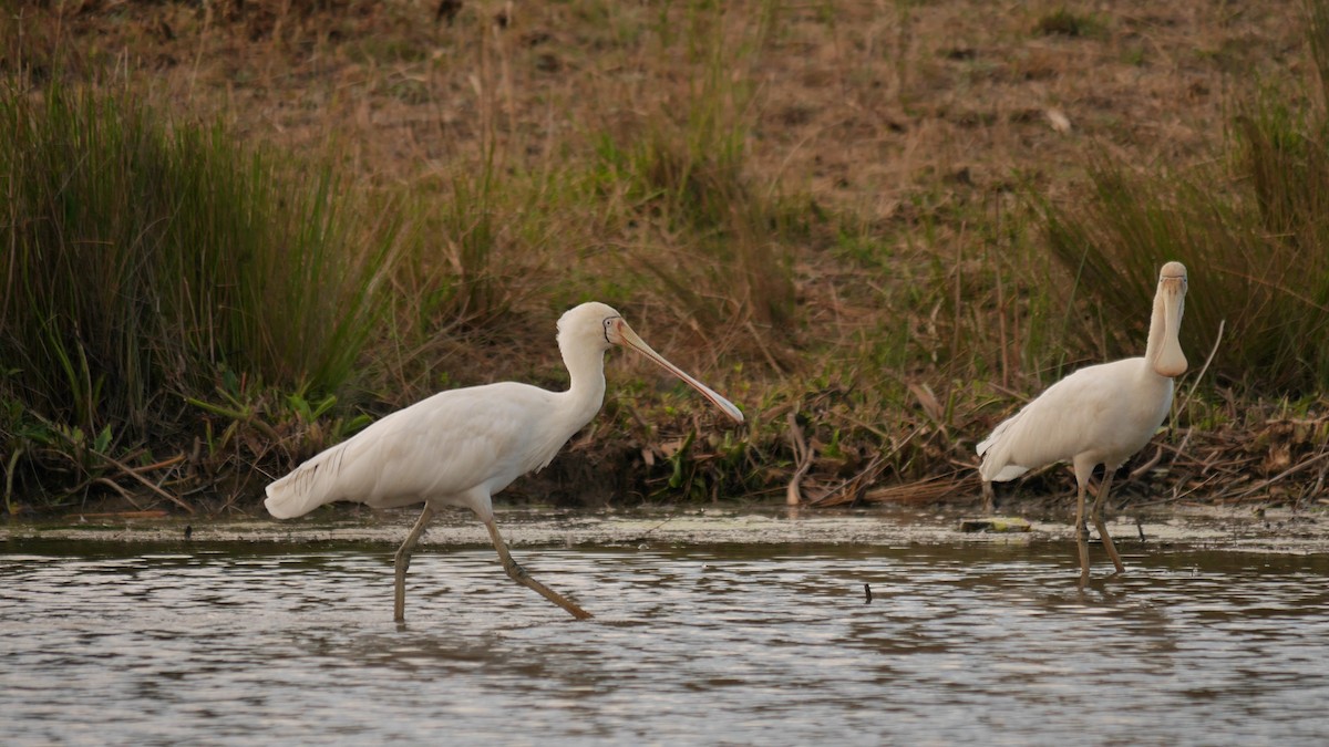 gulnebbskjestork - ML646778097