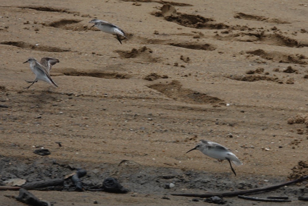 tundrasnipe - ML646778100