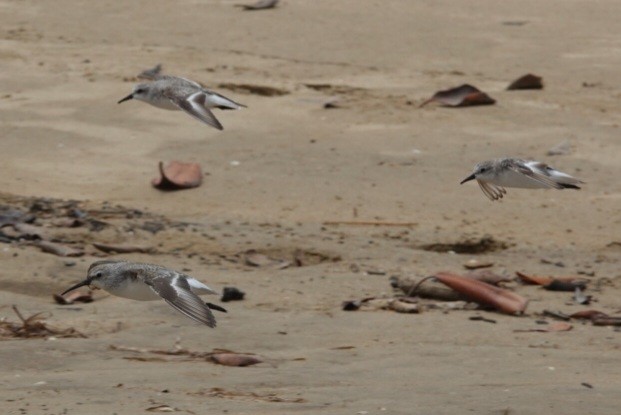 tundrasnipe - ML646778101