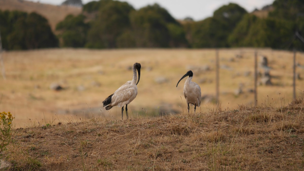 australibis - ML646778103