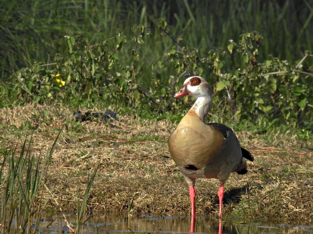 niland - ML646778104