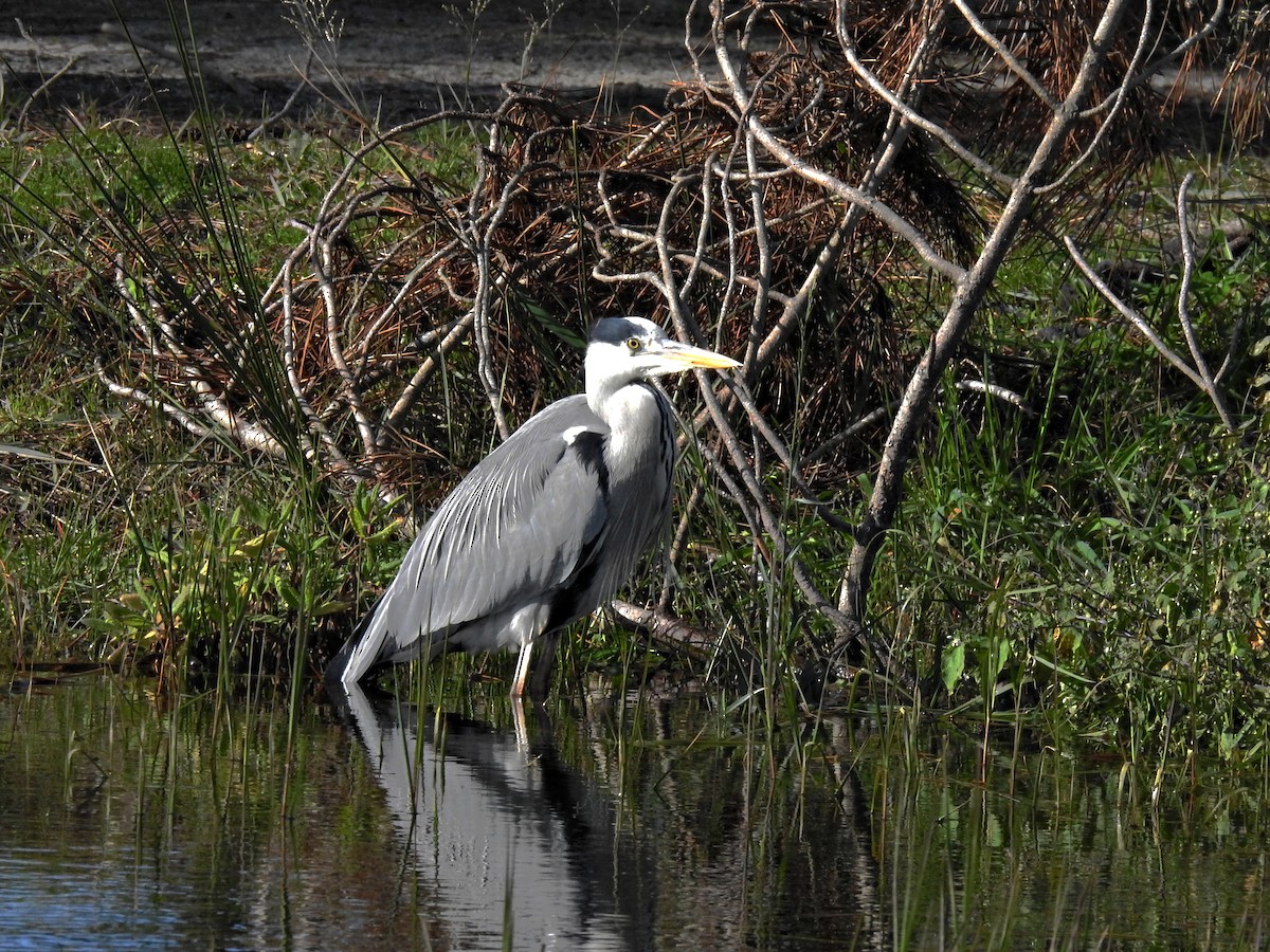 gråhegre - ML646778106