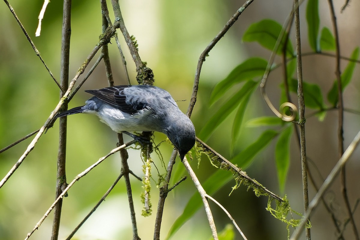 gråtanagar - ML646778107